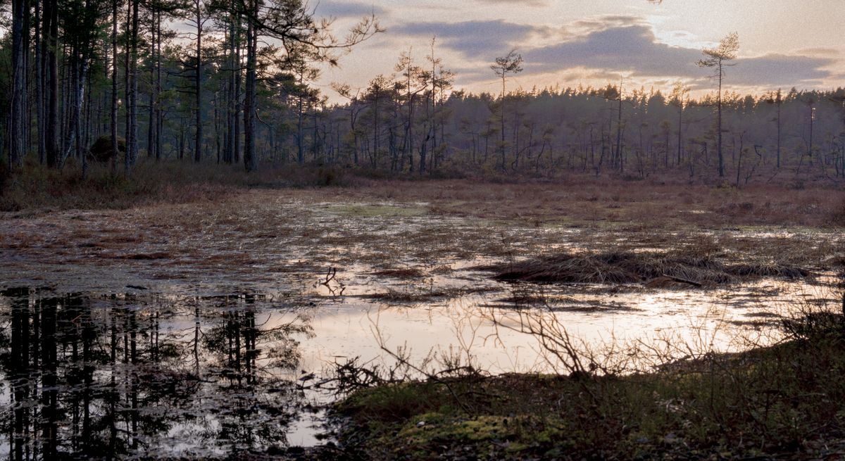 Swamp at dusk with standing water among pine trees, the decaying plant matter that leaches tannins into shallow wells and turns water tea-colored