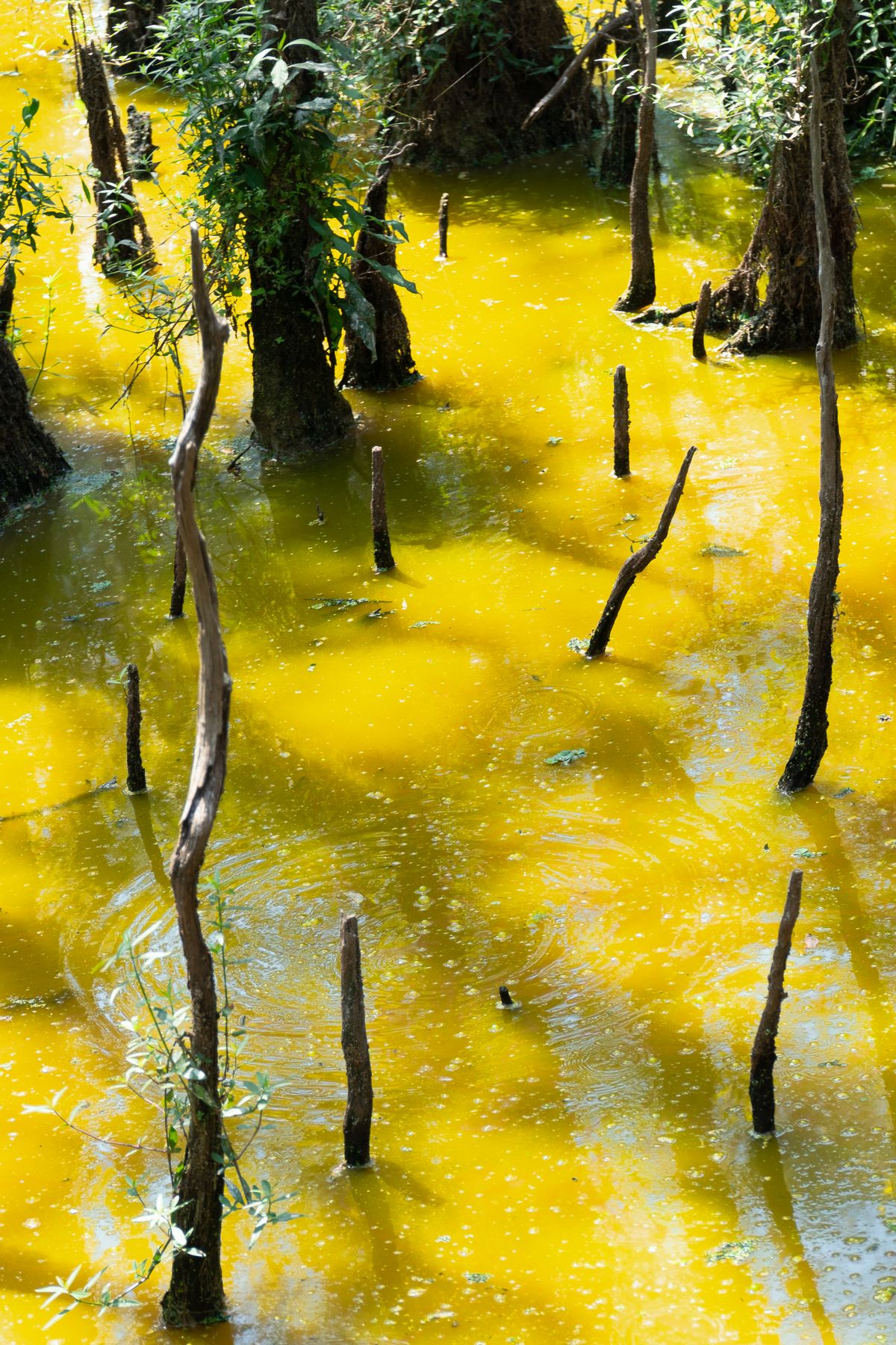 Yellow-tinted wetland water stained by decaying vegetation, the natural source of the organic tannins that make softened water look yellow