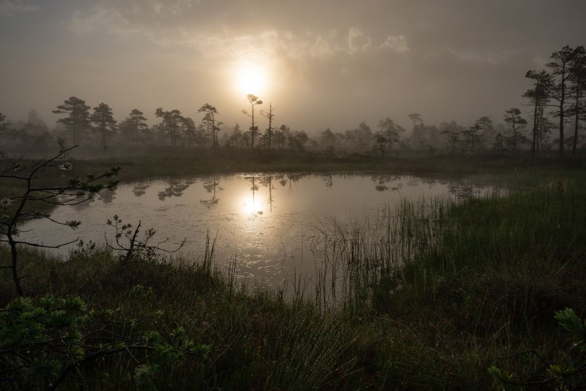 Misty sunrise over a peat bog wetland, the decaying organic matter that leaches tannins into shallow groundwater