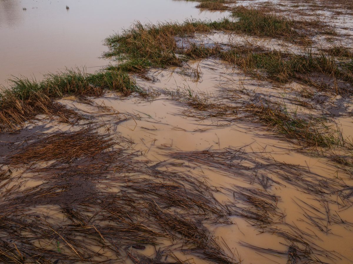 Flooded field with muddy surface water standing over flattened grass after heavy rainfall, a flood event that can reach a shallow or poorly sealed well and change well water chemistry