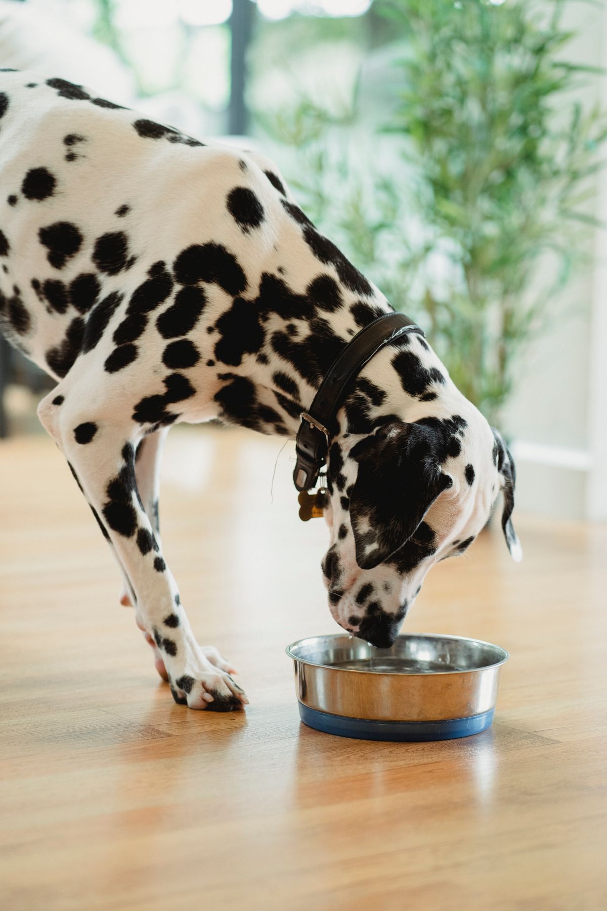 Dalmatian dog drinking from a stainless steel water bowl on a wooden floor indoors