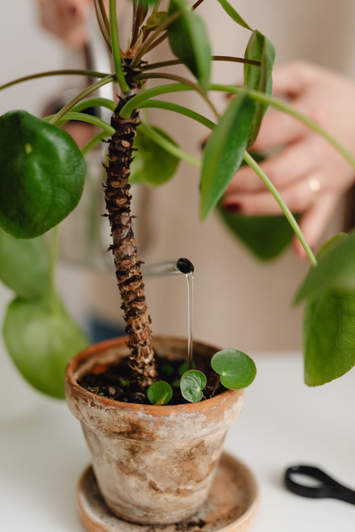 Hand pouring water into a terracotta pot of pilea plants on a white table